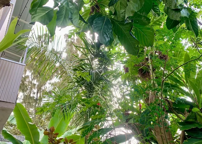 Oasis 1